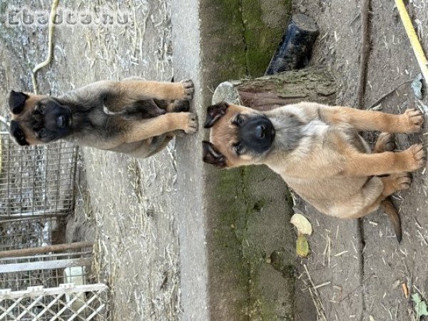 belga juhász német juhász mix