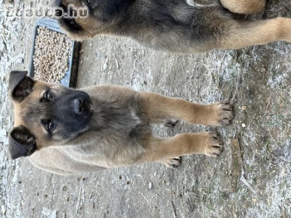 belga juhász német juhász mix