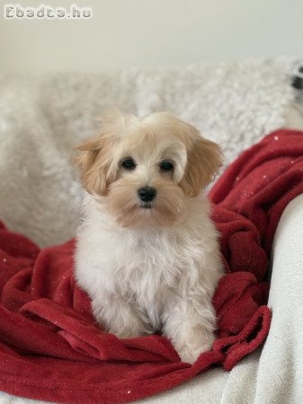 Maltipoo kiskutya