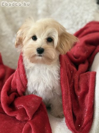 Maltipoo kiskutya