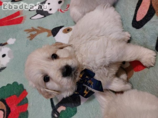 Szerető gazdit keres Goldi kisfiu