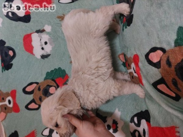 Szerető gazdit keres Goldi kisfiu