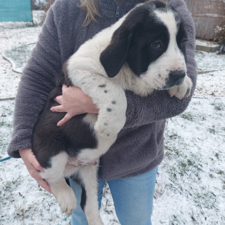 Közép ázsiai juhász kiskutyák.