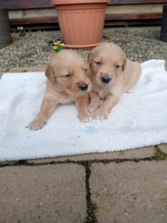 Golden retriever