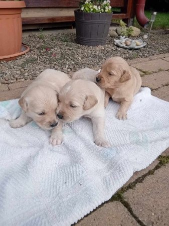 Golden retriever