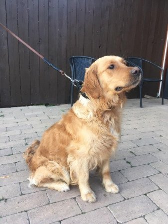 Golden retriever