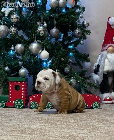 Angol bulldog kiskutyák