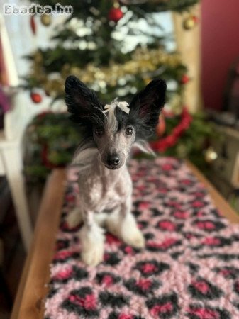 Kínai Meztelen true hairless