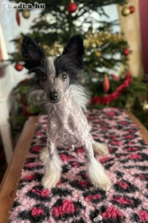 Kínai Meztelen true hairless