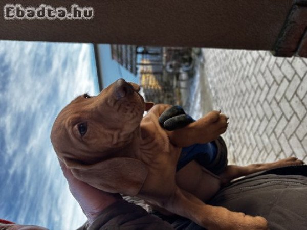 Eladó magyar vizsla kölykök