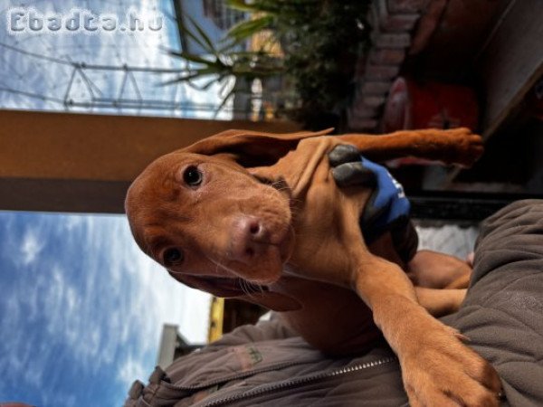 Eladó magyar vizsla kölykök
