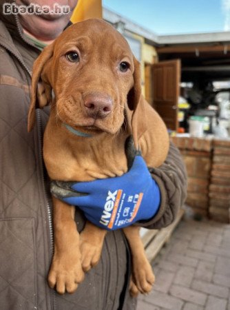 Eladó magyar vizsla kölykök