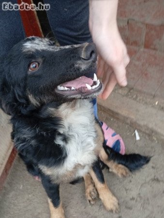 Eladó mudi kölyök