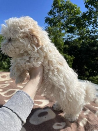 Bichon havanese