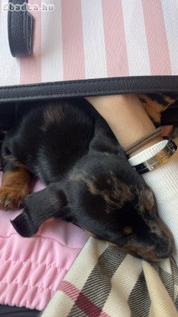 Harlekin tacskó jellegű kutyus