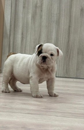 Bulldog
