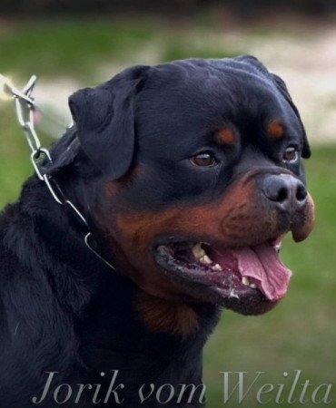 Rottweiler