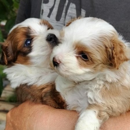 Bichon havanese