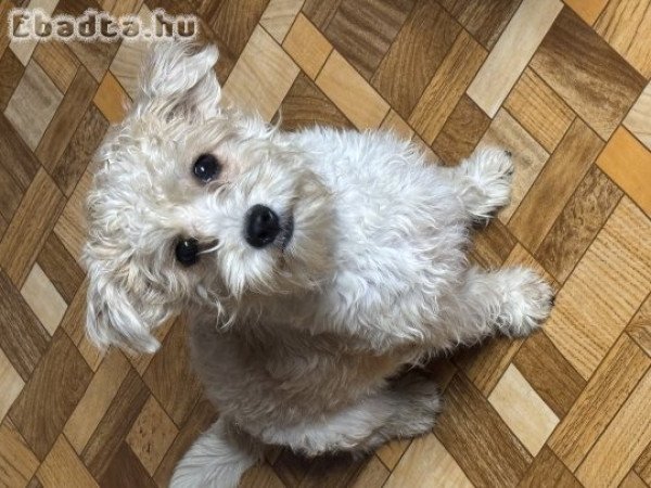 Bishon havanese kislány