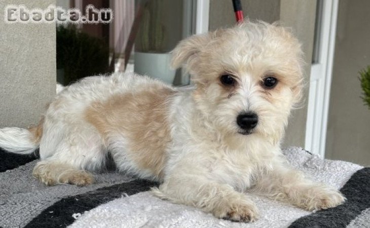 Bishon havanese kislány