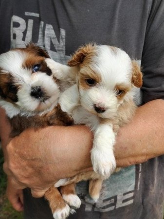 Bichon havanese