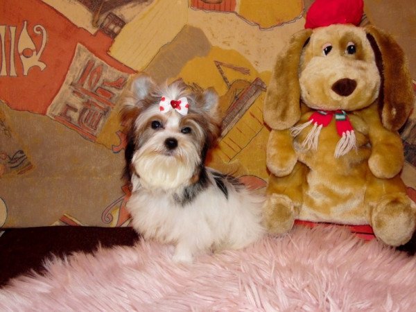 Biewer Yorkshire Terrier Yorki