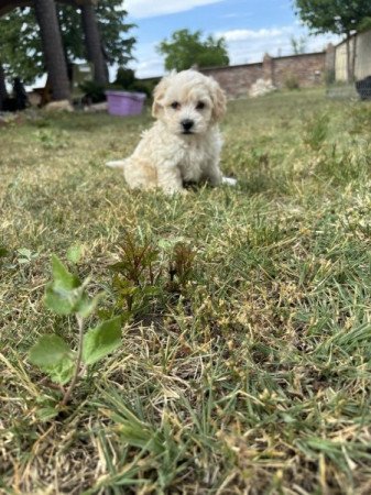 Maltipoo