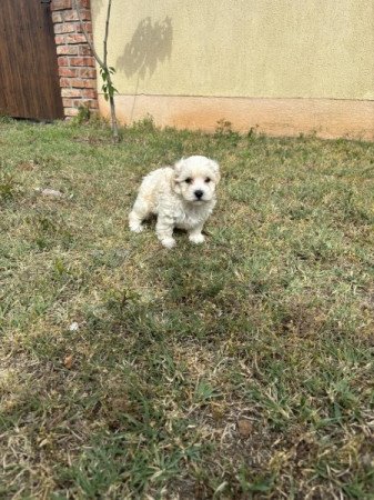 Maltipoo