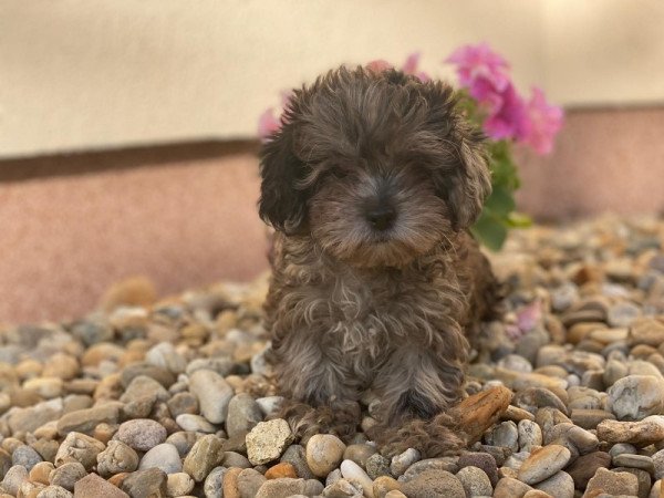 Maltipoo