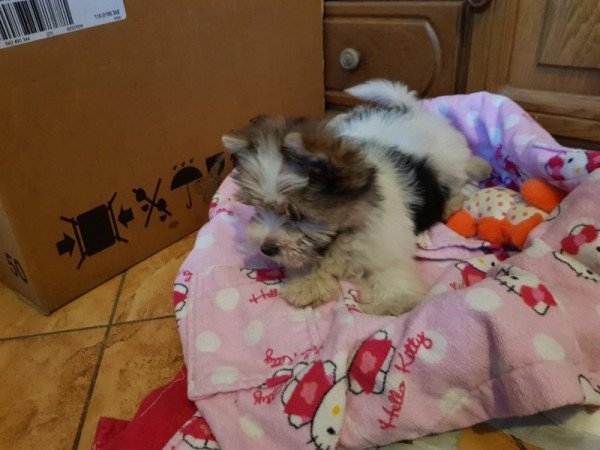 Biewer yorki yorkshire