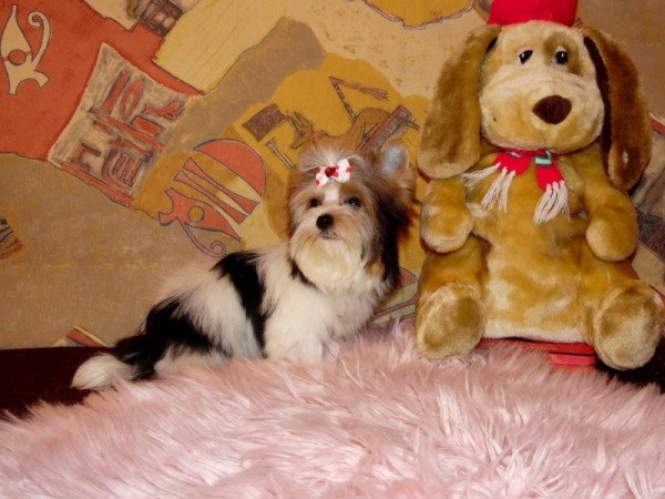 Biewer Yorkshire Terrier Yorki