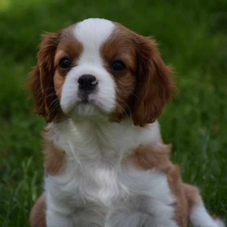 Cavalier King Charles Spániel