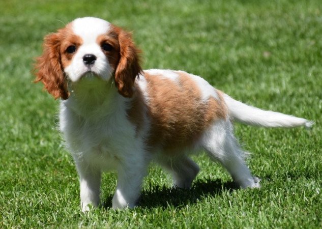 Cavalier King Charles Spániel