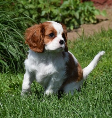 Cavalier King Charles Spániel