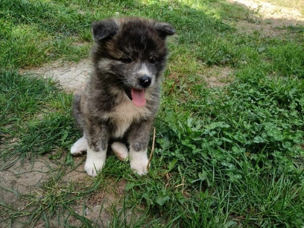 Japán akita inu