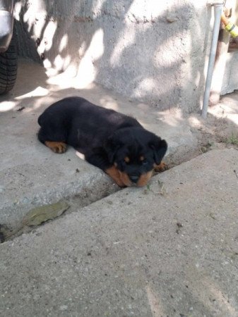 Rottweiler