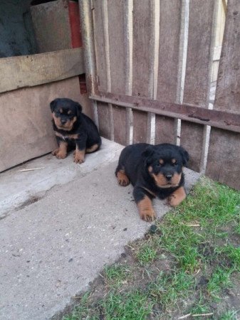 Rottweiler