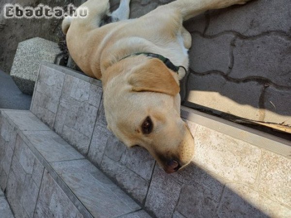 Labrador eladó