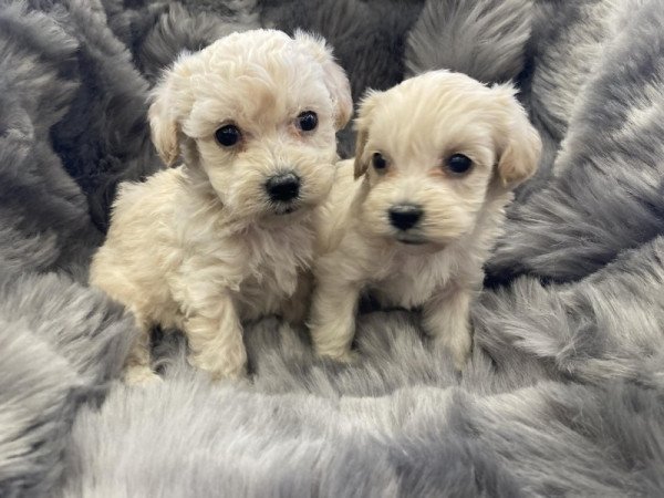 Maltipoo