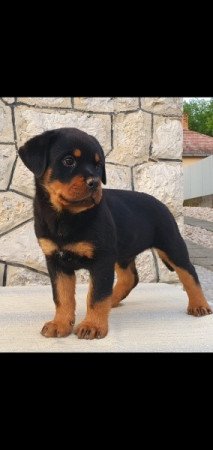 Rottweiler