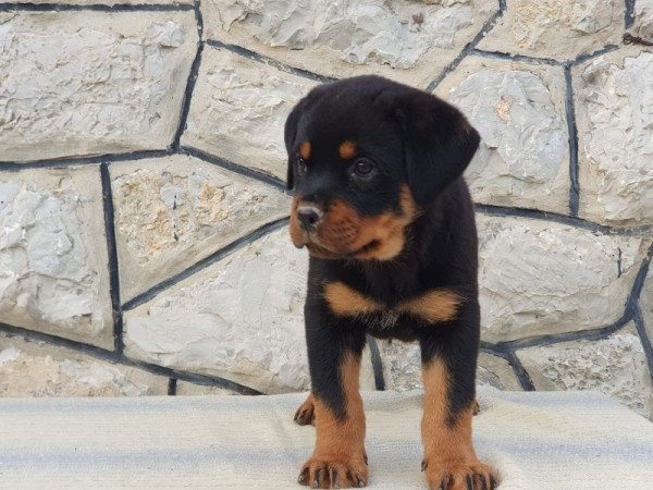 Rottweiler