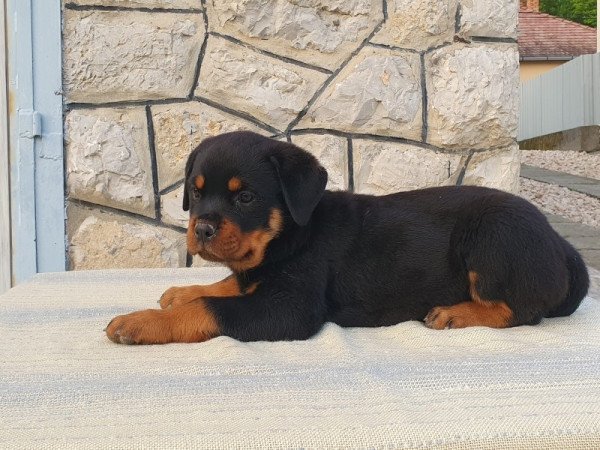 Rottweiler