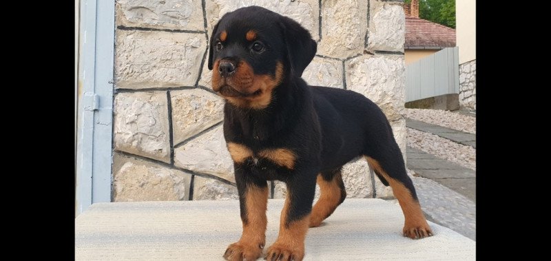 Rottweiler