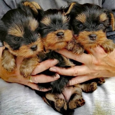 Yorkshire terrier