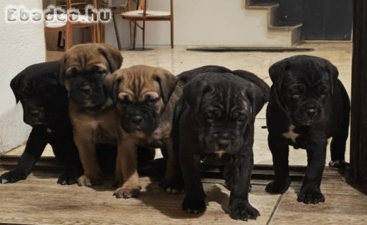 Cane Corso kölykök