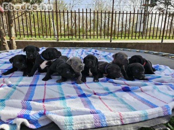 Cane Corso kölykök