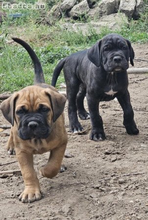 Cane Corso kölykök