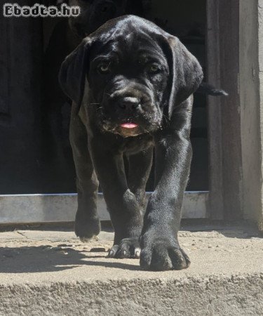 Cane Corso kölykök