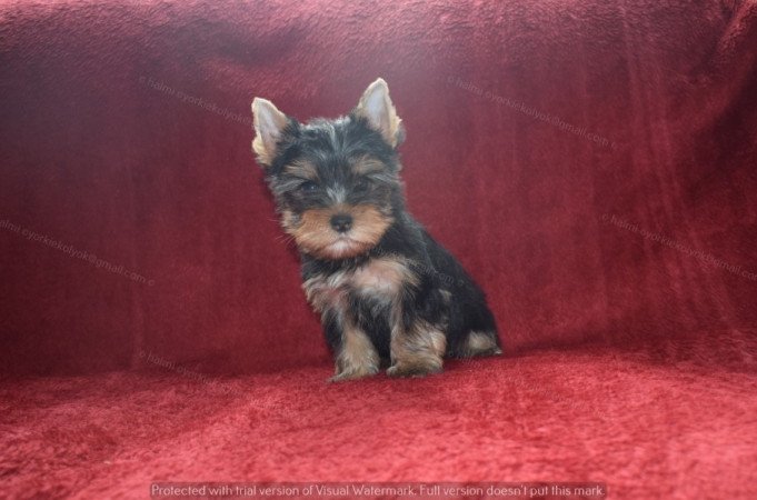 Yorkshire terrier