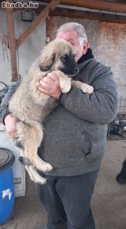 Kaukázusi kiskutyák eladók